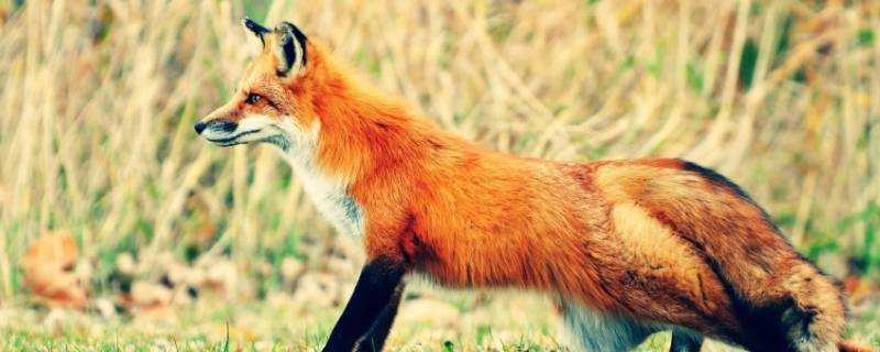 狐狸具有什麼樣的性格特點