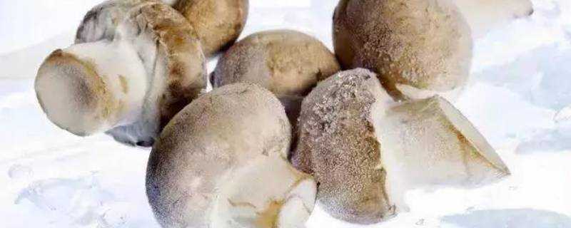 凍蘑菇能吃嗎