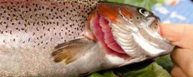 魚鰓裡面白色像彈簧能吃嗎