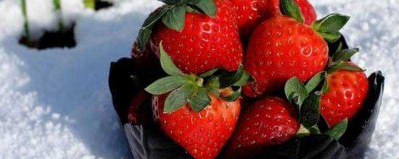 冬天草莓常溫下可以放多久