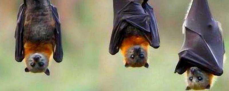 蝙蝠要冬眠嗎