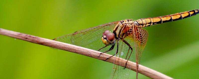 蜻蜓點水是什麼動物