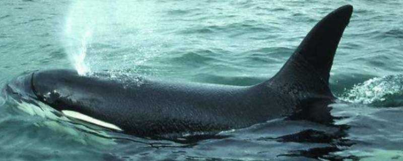 鯨魚多長時間換氣一次