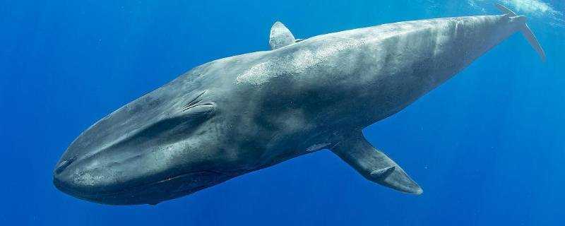 最大鯨魚有多長有多重有多大