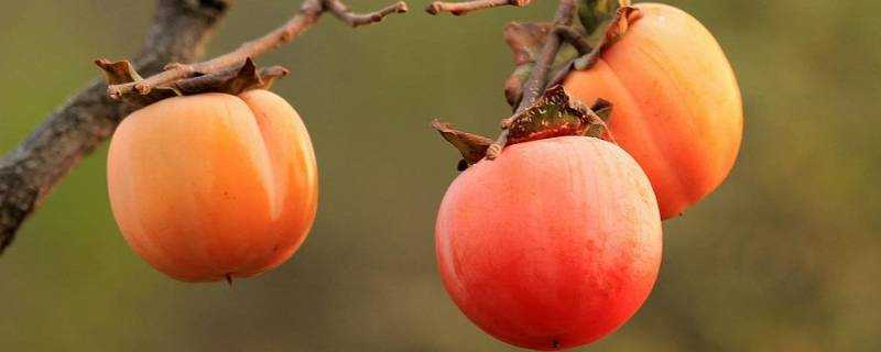 軟柿子和硬柿子是一個品種嗎