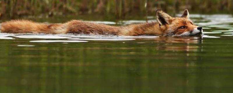 狐狸會游泳嗎