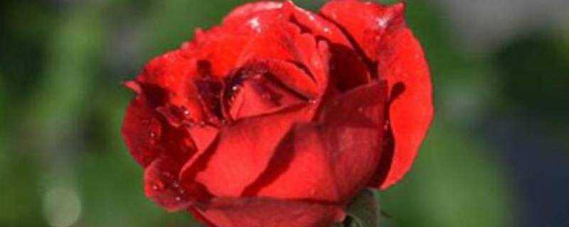 玫瑰花代表什麼象徵意義