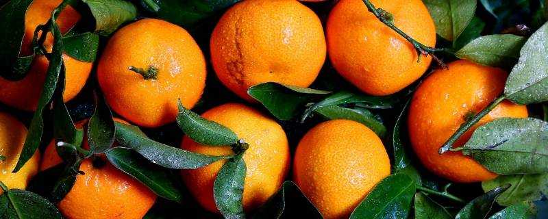 橘子裡面有蟲子是什麼原因