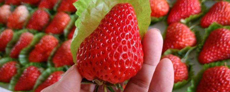 丹東99草莓與普通草莓區別