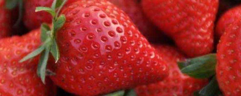 草莓產地主要在哪個省