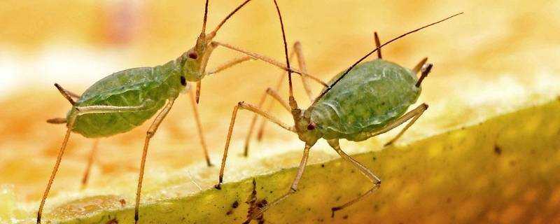 蚜蟲是什麼蟲