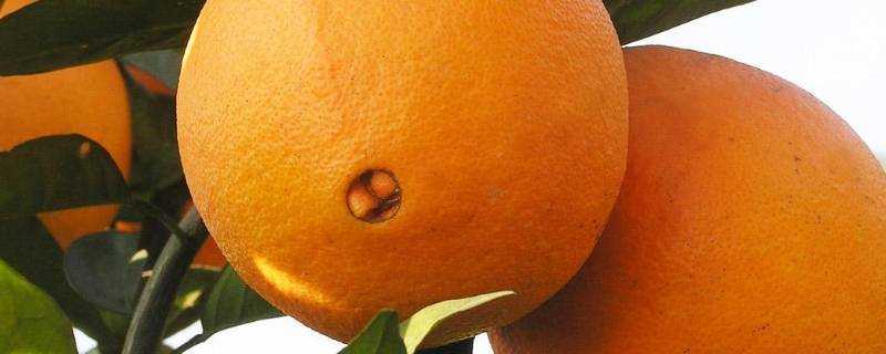 冬天臍橙怎麼儲存