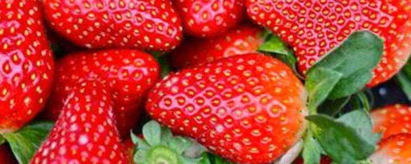 草莓補充什麼維生素