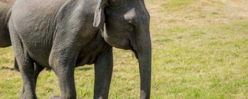 大象的尾巴有什麼作用