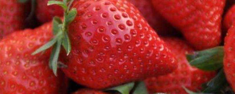 草莓上的小麻點是什麼作用