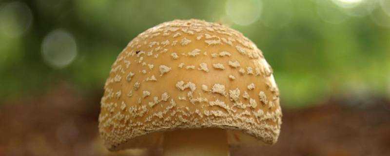 蘑菇時間長了有白毛還能吃嗎