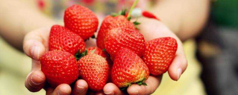 形狀像雞冠的草莓能吃嗎