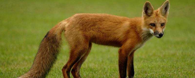 狐狸是2條腿還是4條腿