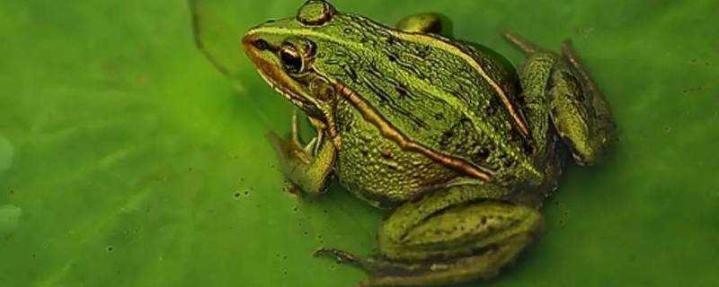 青蛙可以在陸地和水裡生活嗎