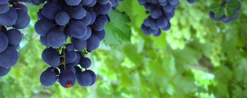 葡萄在哪個季節豐收