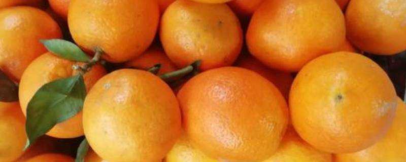 新鮮臍橙怎麼儲存