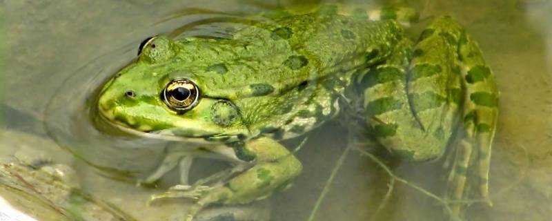 青蛙是什麼發育
