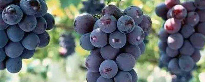 葡萄是夏季還是秋季成熟