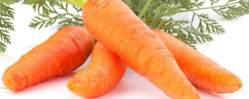胡蘿蔔可以放多久