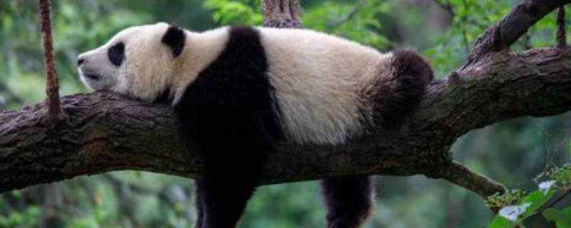 熊貓會冬眠的嗎