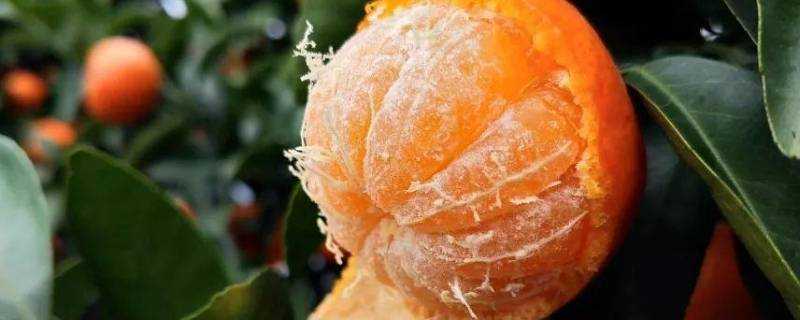 砂糖橘可以儲存幾天