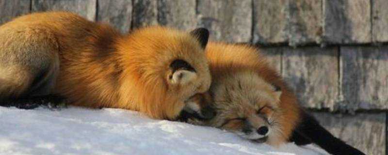 狐狸冬眠嗎