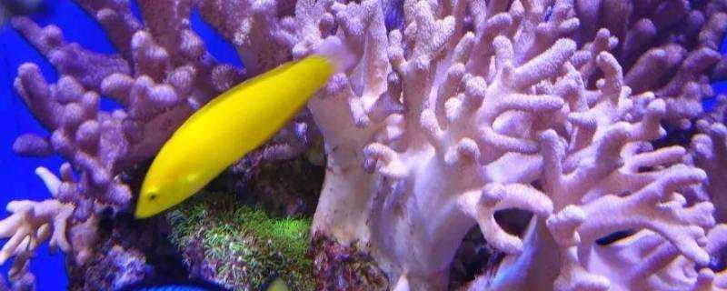 珊瑚是什麼動物