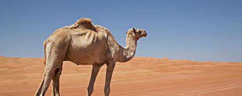駱駝羚羊駿馬是什麼動物