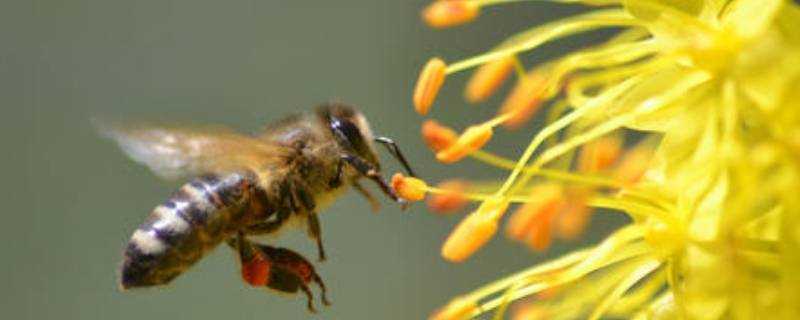 蜜蜂的耳朵長在什麼位置