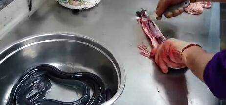 鰻魚怎麼殺