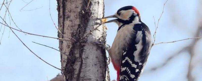 啄木鳥用什麼捉害蟲