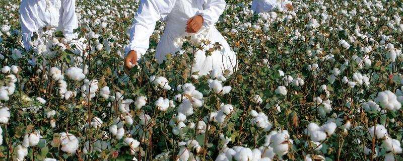 棉花生產優勢區主要是在哪裡