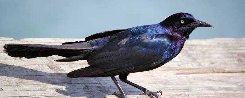 最常見黑色的鳥