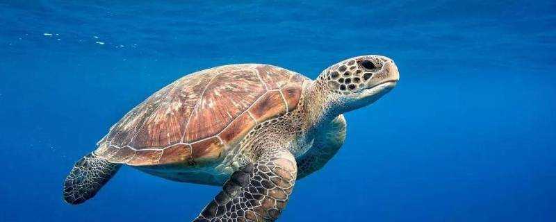 最小的海龜是什麼龜