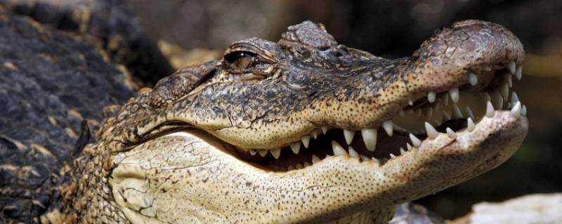 最大的鱷魚是哪種鱷魚