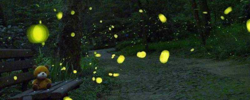 螢火蟲是光源嗎