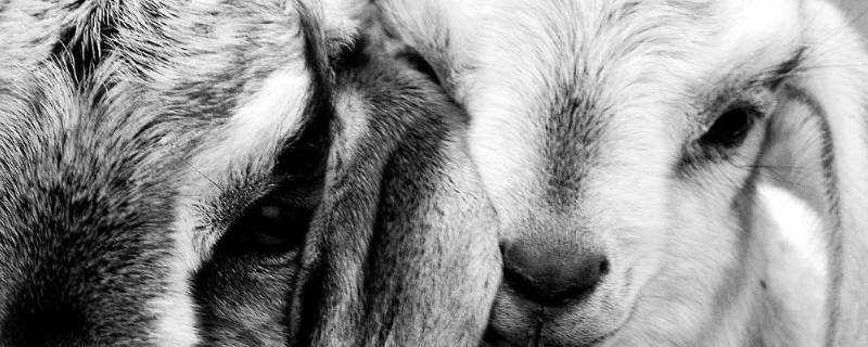 羊眼睛能吃嗎