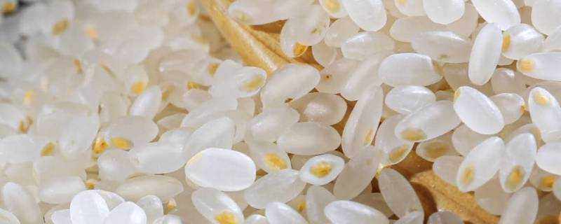 羊脂雪米是什麼米