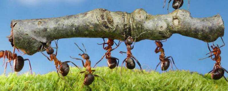 螞蟻智救蜻蜓的故事