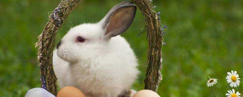 復活節兔子的由來