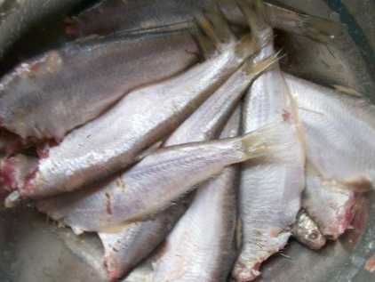 黃鯽子魚怎麼炒
