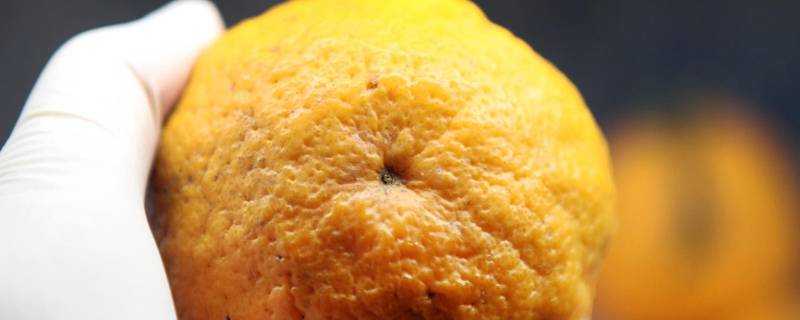 醜橘怎麼儲存不容易壞