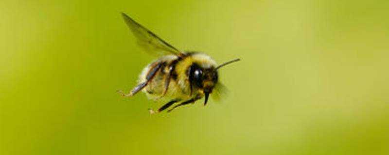 蜂的種類
