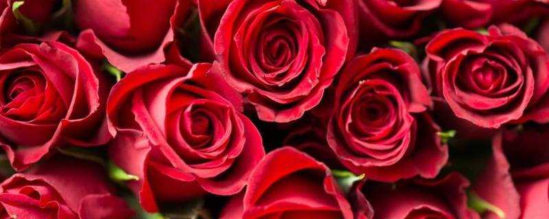 19朵紅玫瑰花語是什麼