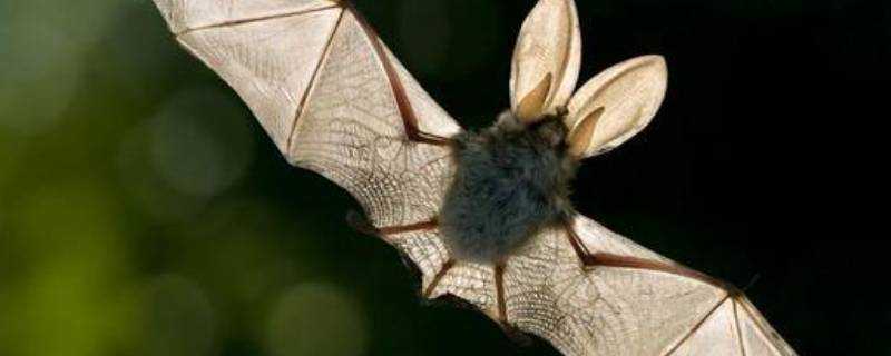 蝙蝠的象徵是什麼